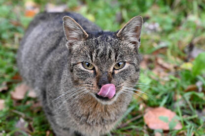 Mačka se oblizuje nakon obroka. Mačka jezikom čisti njušku nakon jela.