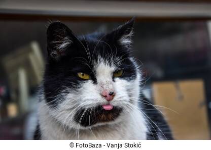 Crno-bijela ulična mačka sa isplaženim jezikom. Odrasla mačka isplazila jezik.