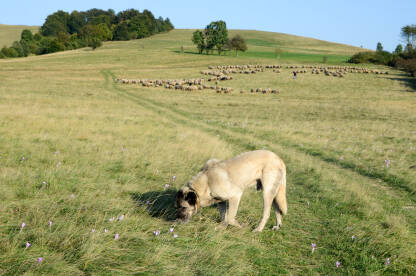 Pas ovčar sa ovcama na ispaši.