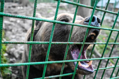 Mrki medvjed iza rešetaka u zoološkom vrtu. Tužni medvjed iza ograde u zatvoru. Životinje u zatočeništvu.