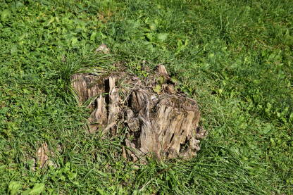 Posječeno drvo na zelenoj površini. Stari panj u travi. Ostaci starog, posječenog drveta.