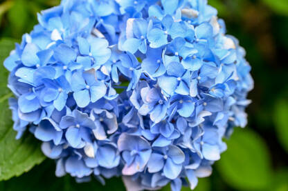 Cvjetanje plavog cvijeća u vrtu. Hortenzija. Cvijeće u bašti.