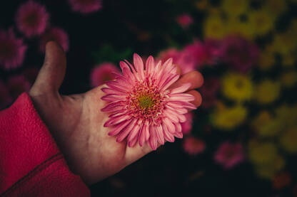 Dijete drži roze cvijet u ruci