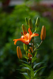 Prelijep cvijet narandžastog ljiljana na suncu sa zamućenom zelenom pozadinom. Proljeće, ljeto, sunce, priroda.