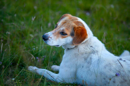 Odrasli bijeli pas sa smeđim šarama leži na travi.