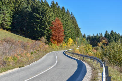 Vujigava cesta pored zimzelene šume. Crnogorično drveće na planini Manjači, Bosna i Hercegovina. Jesenje boje u prirodi.