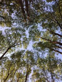Krošnje drveća šume u blizini Laktaša.