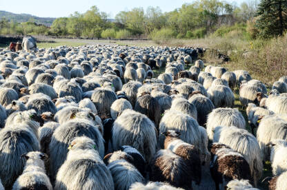 Stado ovaca koje šeta i pasu u poljiu. Stado ovaca u selu. Skupina ovaca na ispaši. Poljoprivreda.