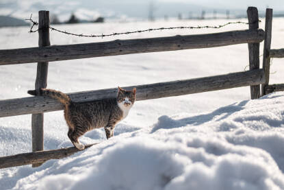 Mačka na ogradi u snijegu