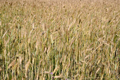 Pšenično polje ljeti. Žuto zrelo klasje pšenice spremno za žetvu. Žitarice.
