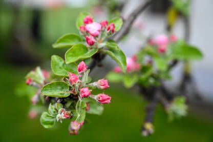 Stablo jabuke cvjeta u voćnjaku u rano proljeće.