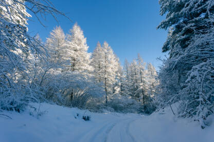 Stabla prekrivena snijegom