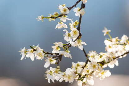 Bijeli cvjetovi u proljeće, drvo zrezdelije