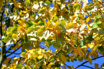 Žuto lišće na drvetu u jesen.