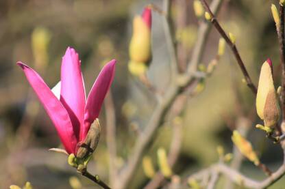 Gradska biljka u cvjetanju. Krupni plan cvijeta, skoro magenda.