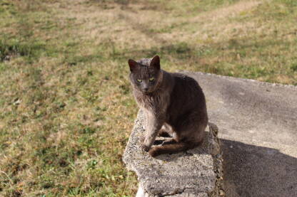 Mačka sjedi na betonskom zidu. Umiljata je i čeka vlasnika da joj donese hranu.