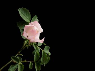 Cvijet šipka na tamnoj podlozi.
lat. Rosa canina