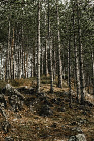 Borova šuma. Drveće Bora usko poredano na kamenitim predjelima.