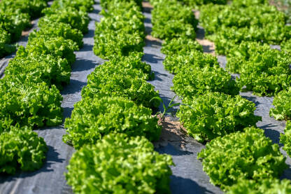 Zelena salata spremna za berbu. Listovi zelene salate koja raste u polju. Listovi svježe organske salate, krupni plan. Organska proizvodnja hrane. Poljoprivreda.