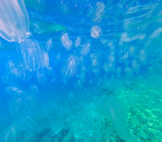 Veliki broj rebraša pluta u moru. Hrane se planktonom i pripadaju skupini  jednostavnih morskih beskičmenjaka. Ljudi ih često zamjenjuju za meduze. Snimljeno podvodnom kamerom.