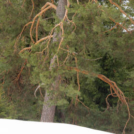 Stablo i grane starog bora na snijegu