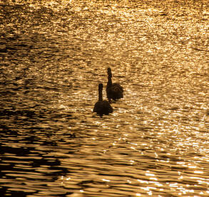 Tri labuda na rijeci Bosni, u predvečerje, siluete