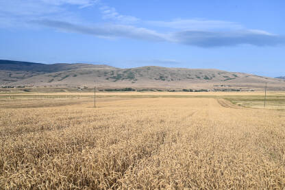 Zlatno žitno polje u ljeto. Klasje pšenice na sunčanom polju. Zlatni klasovi žitarica na polju. Poljoprivreda.