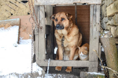 Pas i mačka u kućici. Snijeg i hladnoća. Kućni ljubimci. Zlostavljanje životinja.