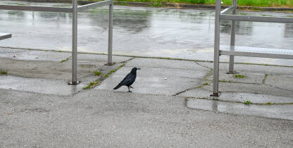Gačac (Corvus frugilegus), jedna od najprepoznatljivijih ptica iz porodice vrana, hoda gradskom ulicom. Crni gačac iz porodice Corvidae traži hranu na gradskom asfaltu.