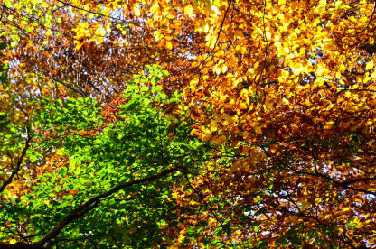 Boje jeseni u planinama. Žuto, zeleno i crveno lišće na granama i drveću. Pejzaž u oktobru.