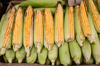 Kukuruz na prodaju na pijaci. Svježi i organski kukuruz za kuhanje. Klip kukuruza.