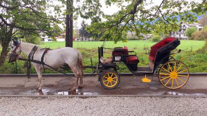Fijaker ili kočija sa konjima na Ilidži.

Tradicija vožnje fijakerom, odnosno kočijom s konjima u Velikoj aleji na Ilidži u Sarajevu stara je 120 godina.     
Nekada su imali status taksija, tačnije bili glavno prevozno sredstvo, a danas služe kao turistička atrakcija.
