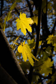 Jesen - javorovo lišće na suncu
