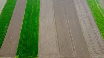 Zasijano polje, snimak dronom. Usjevi pšenice rastu na poljoprivrednom zemljištu.