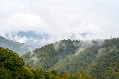 Magla i oblaci iznad zelenih stabala u šumi. Maglovit dan u planinama. Jesen.