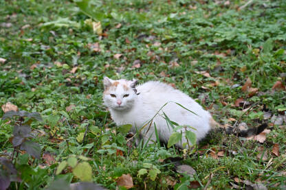 Ozlijeđena i napuštena mačka u prirodi. Tužna i ranjena mačka ostavljena u šumi.