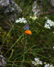 Ljubičasti leptir na cvijetiću- makro