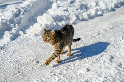 Mačka hoda po snijegu zimi.