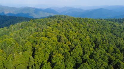 Šuma na planini u ljeto, snimak dronom. Zeleno drveće u prirodi. Prašuma Trstionica, Kakanj, BiH.