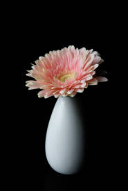 Cvijet roza gerbera u maloj bijeloj vazi