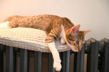 Mačka spava na radijatoru. Pospana mačka se grije na radijatoru u kući. Slatko mače leži na radijatoru u sobi.
