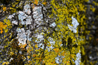 Lišajevi na kori drveta, krupni plan. Žuti i sivi lišajevi i mahovina na drvetu u voćnjaku.