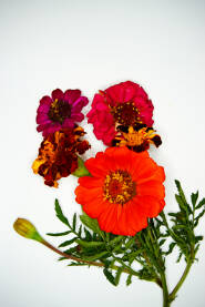 Cvijetovi cinije s mekim laticama i cvijetovi kadife sa zelenim lišćem. Cvijeće na bijeloj podlozi.