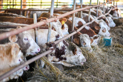 Farma bikova na seoskom gazdinstvu