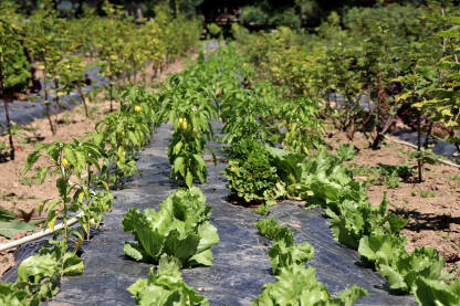 Uzgoj zelene salate i povrća na obradivoj zemlji