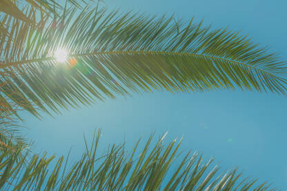 Listovi palme na jarkom podnevnom suncu