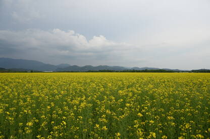 Žuto polje uljane repice u proljeće. Cvjetovi uljane repice. Poljoprivreda i proizvodnja hrane. Ruralna