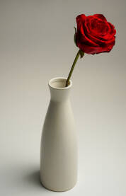 Crvena ruža u bijeloj vazi, kraljica cvijeća i simbol ljubavi