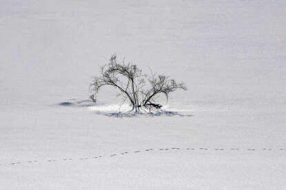 Drvo u snijegu pored tragova