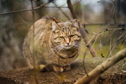 Tigrasta mačka sjedi na zidu iza grana.